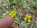 Tibetan Buttercup